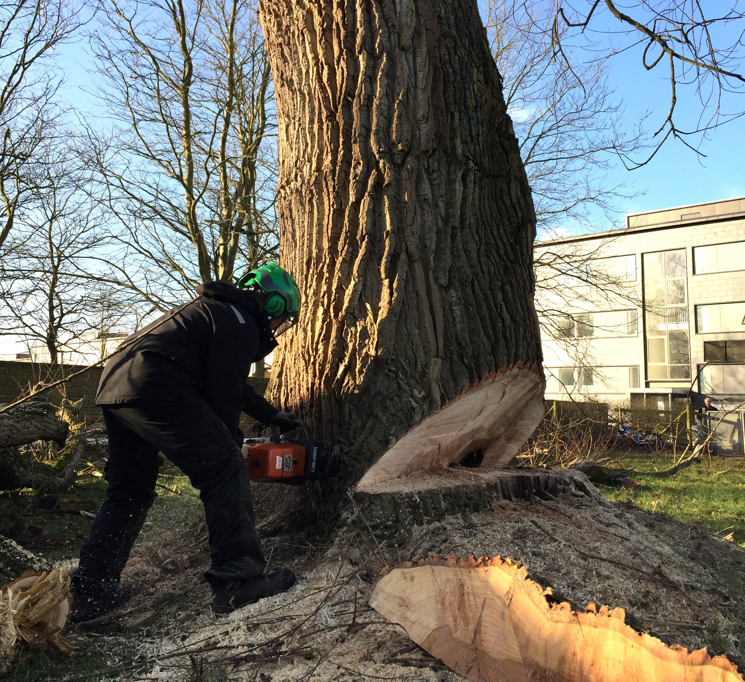 Sikkerheden er i orden, når Top og Rod fælder jeres træer.